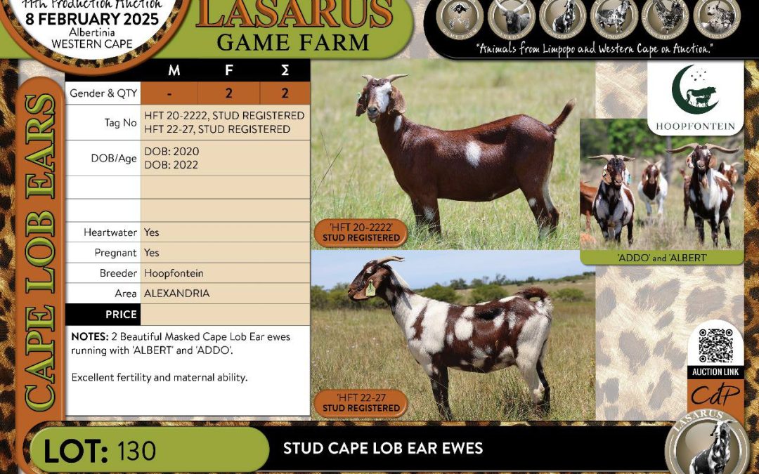 Lasarus 11th Production Auction.