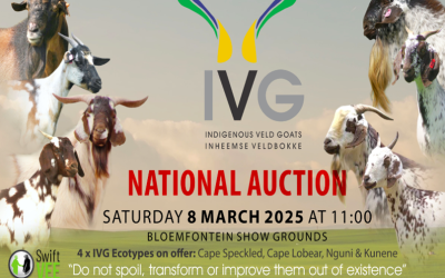 National Indigenous Veld goat auction